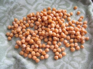 Chickpeas drying on a towel